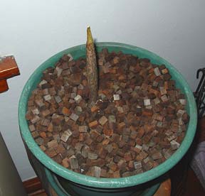 Mr Stinky on 3/17 - St Pats Day, 1 day of growth!