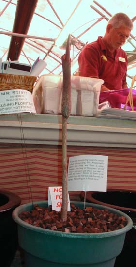 9am on 3/24 Mr Stinky is 18" tall