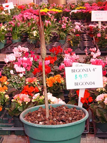 5pm on March 25 - he's 21-1/2 inches 