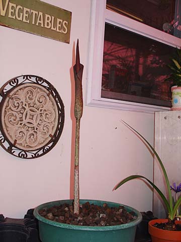 23-1/2 Inches today 3/26/09