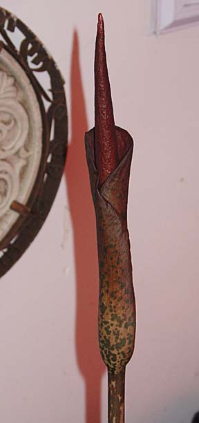 Not as much height growth over the last 24 hours - but the flowers is certainly beginning to take shape