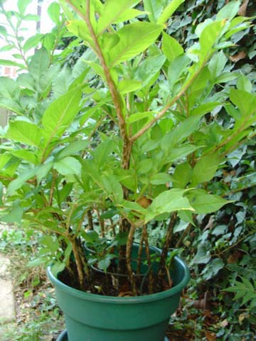 Interesting Foliage during Summer Months