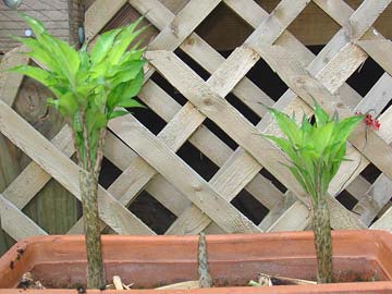 Eventually they create an umbrella shape