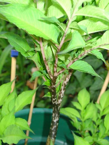 Some very strange speckled stems!