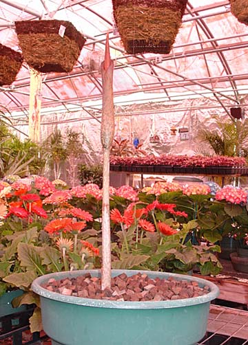 Mr Stinky's Flower stalk, not open yet - and growing 3 to 4 inches a day!