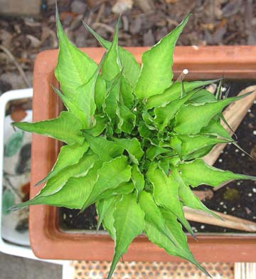 Top view, before the leaves canopy