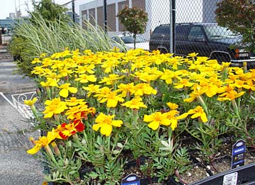 Marigolds (buy one for each tomato plant!)