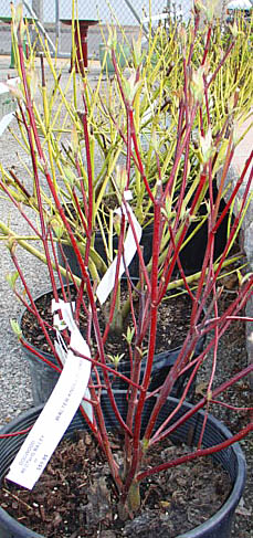 Red and Yellow Stemmed Dogwoods