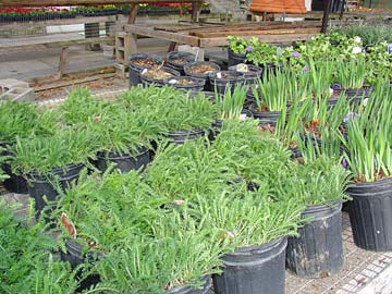 Yarrow Plants
