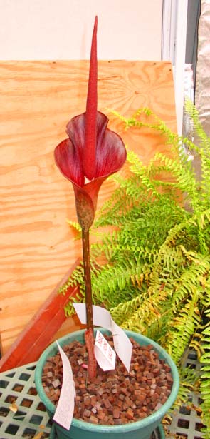 31 inches tall today!  This image is pretty true on color.