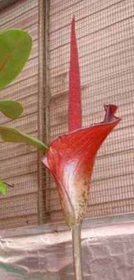 Close up of the open flower