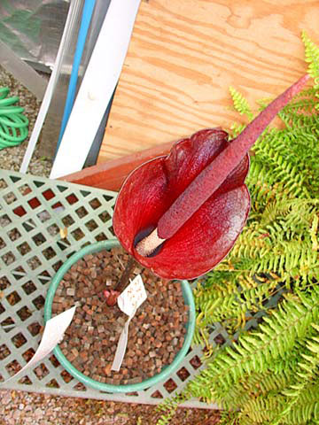 Aerial view of Mr Stinky's stamen