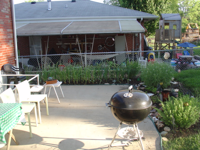 Three rows of garlic back by the fence