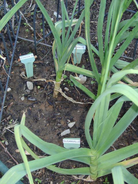 I love my vintage label stakes - and my Brother labeler!