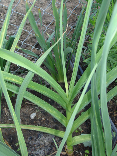Zemo Scape just blooming