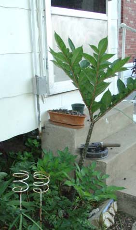 See the smaller Stinkies in front of the steps?