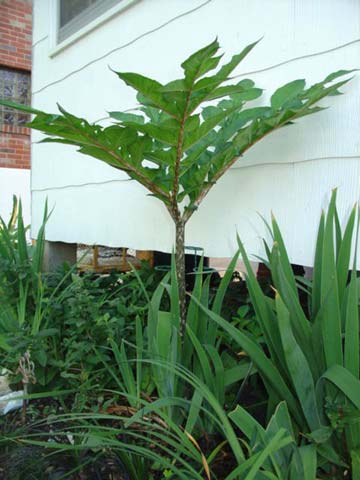 This one showed up in the middle of the Iris Patch