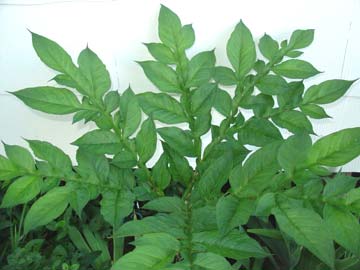 Strange foliage - looks pre-historic to me