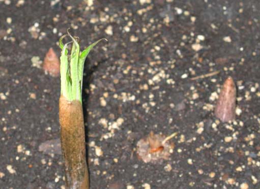 Mr Stinky and Family