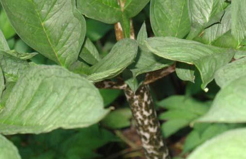 I love the speckled stems
