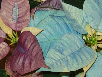 How about a blue or purple poinsettia?