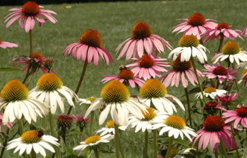 Coneflowers at the Wrights