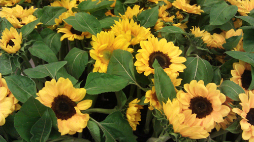 It's beginning to look like Kansas around here!