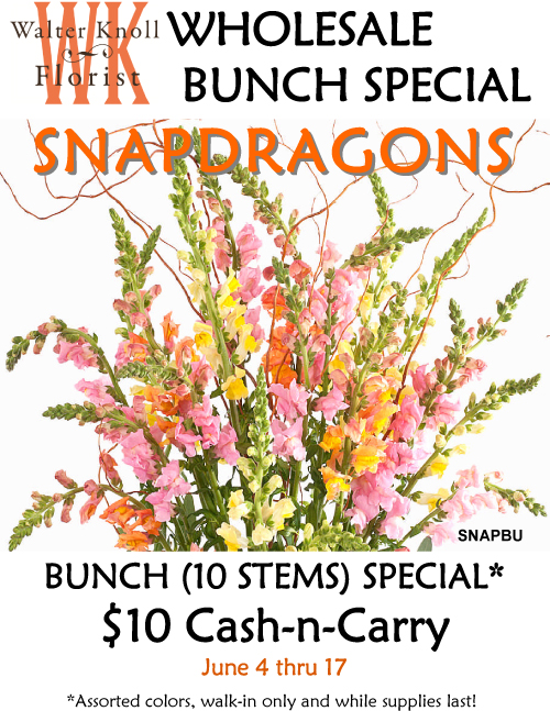 Snap Out of It with Snapdragons