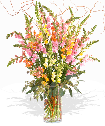 Fresh Cut Snapdragons