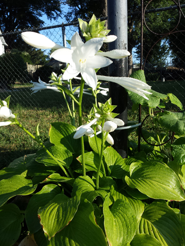 hosta