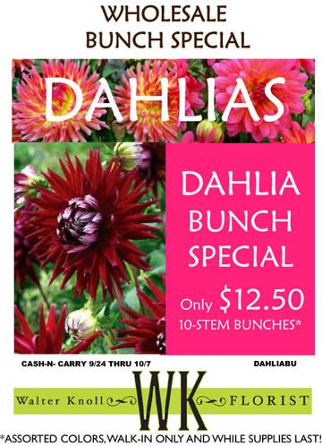 Fall Dahlias Are Here!