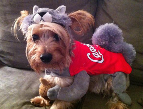 Rally Squirrel Louie