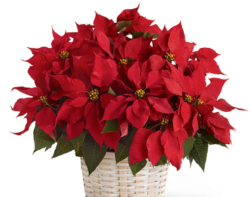 Poinsettias & Plants