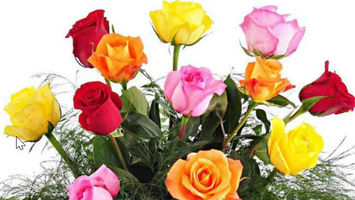 Traditional Multicolor Roses