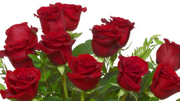  Valentine's Day Roses