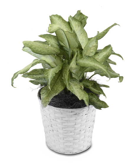 Dieffenbachia Plant