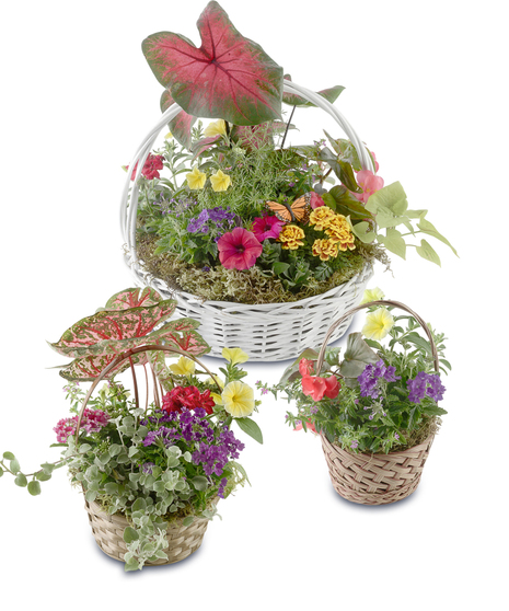 Plant Me Pretty Baskets