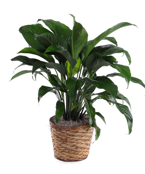 Classic Peace Lily