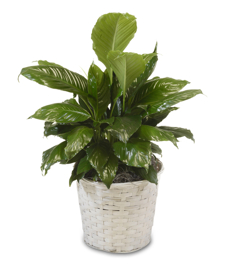 A Classic Peace Lilly
