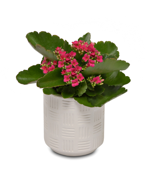 LIVELY KALANCHOE PLANT