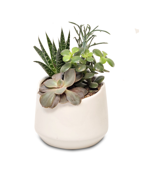 A ceramic dish filled with vibrant, assorted succulent plants.