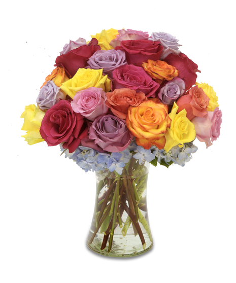 Colorful Roses arranged over a bed of light blue hydrangeas