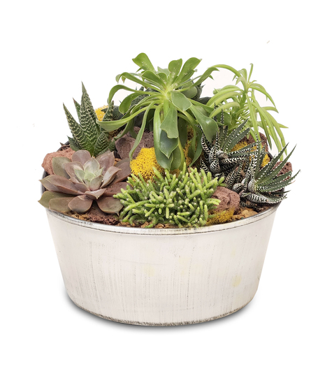 SUCCULENT DISH GARDEN