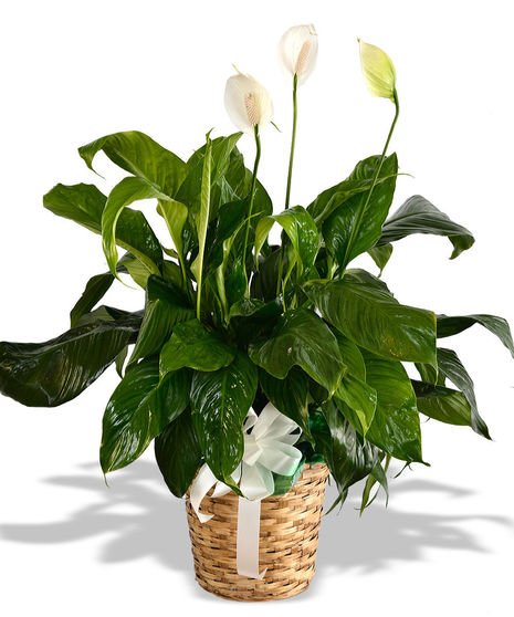 Peace Lily Plants in Basket