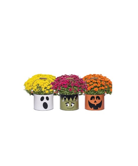 Spooky Mum Halloween plant with vibrant mums arranged in a ghost, pumpkin, or Frankenstein bucket from Walter Knoll Florist.