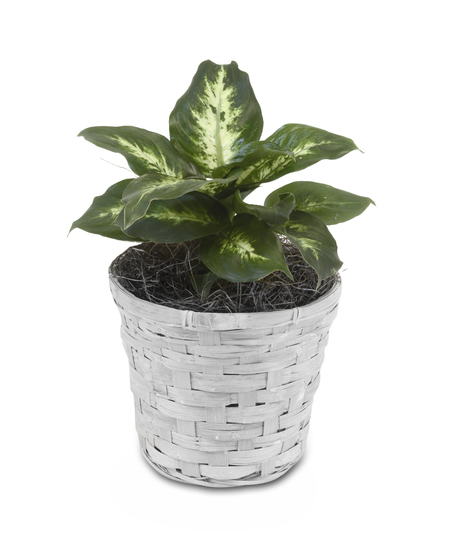 Dieffenbachia Plant