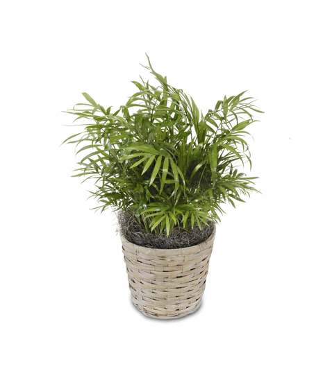 Parlor Palm