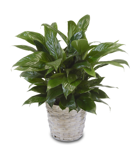 A Classic Peace Lilly