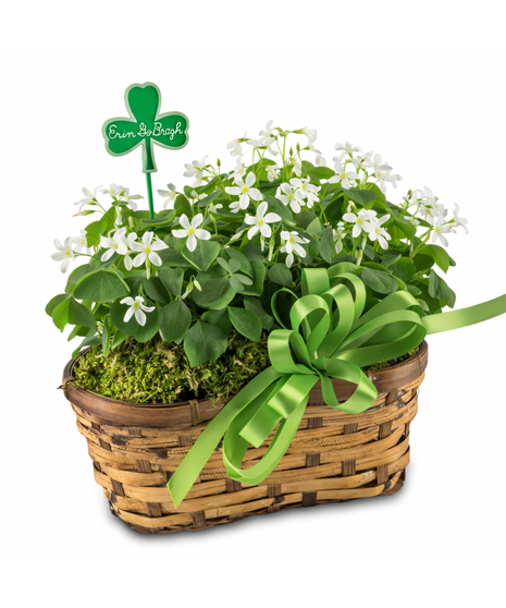 Double shamrock plant with white blooms in a woven basket with green bow and Erin Go Bragh sign, styled for St. Patrick’s Day décor.