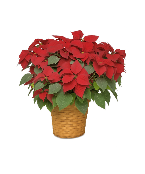 Jumbo Poinsettia in Basket